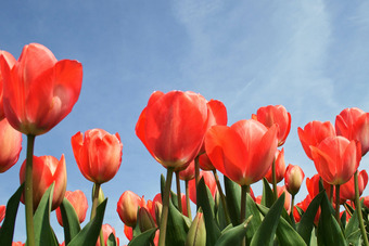 Tulpen